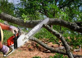 Best Tree Risk Assessment  in Gladstone, OR