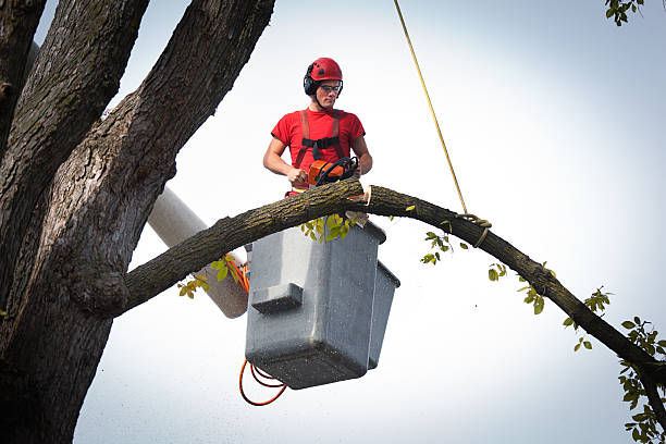 Tree and Shrub Care in Gladstone, OR